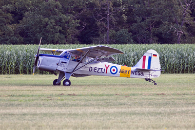 Auster Beagle Terrier A61